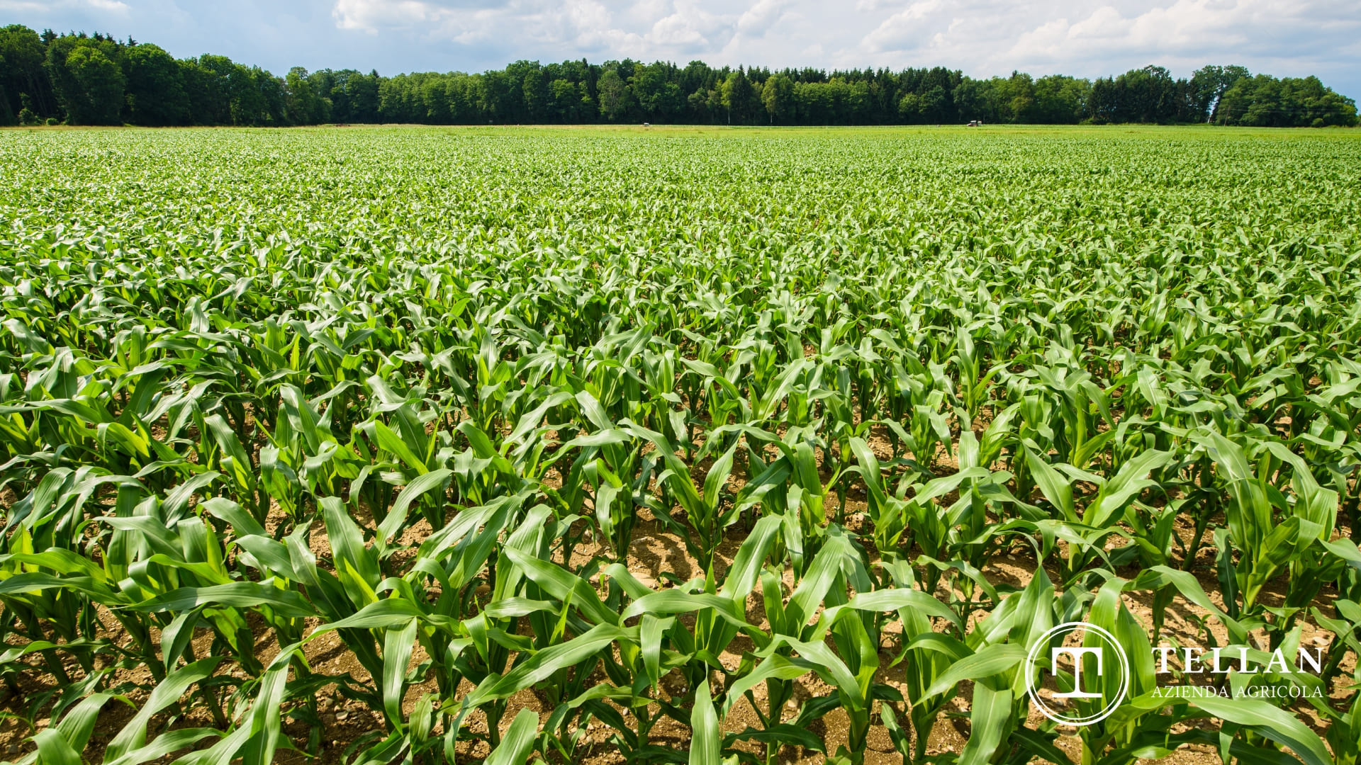campo di mais