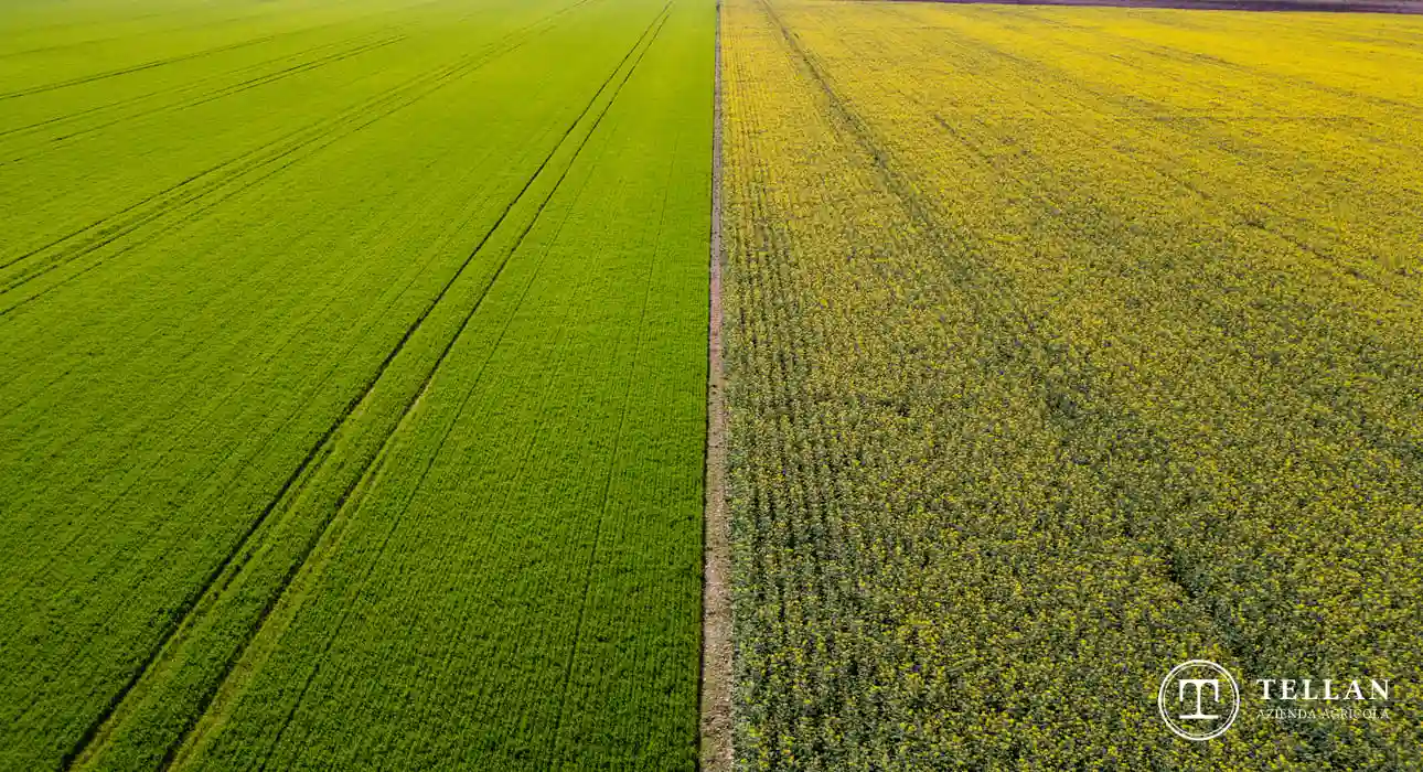 Campi coltivati da filiera agroalimentare