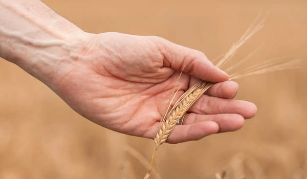 La filiera agroalimentare del granturco