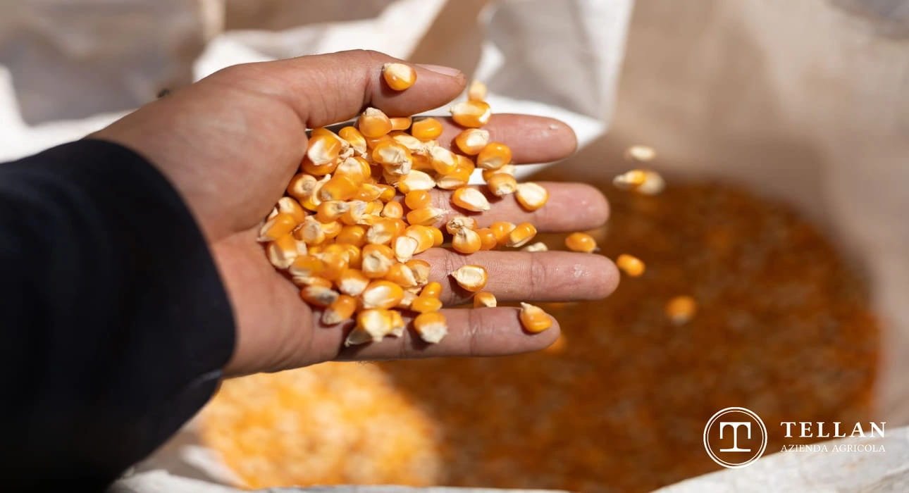 Chicchi di mais gialli per produzione farina di granturco