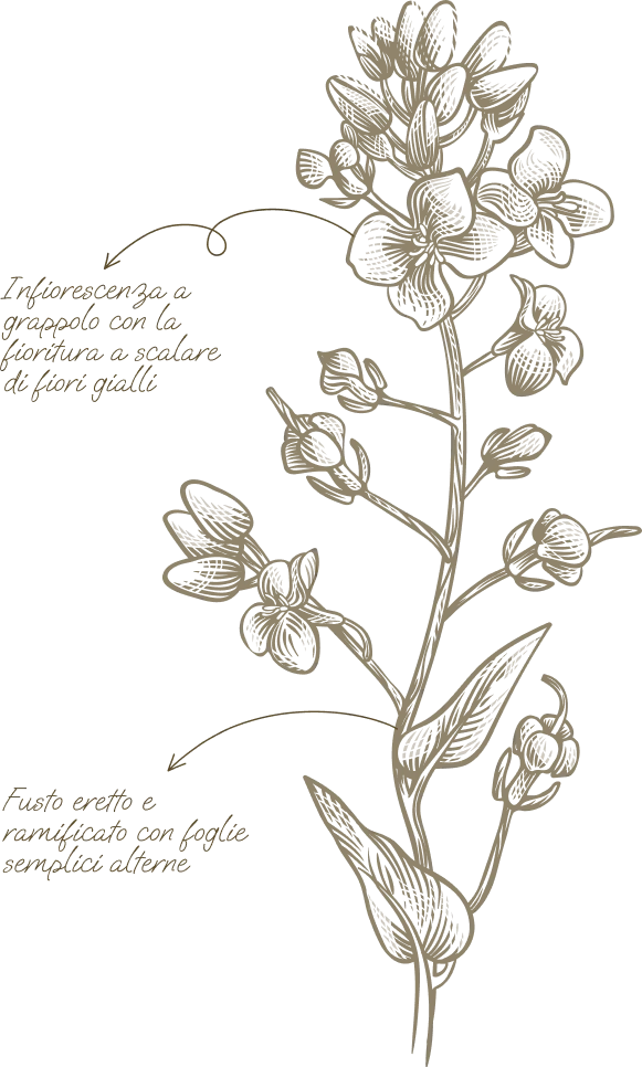 Descrizione della pianta e del fiore