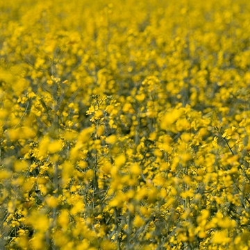 Fioritura