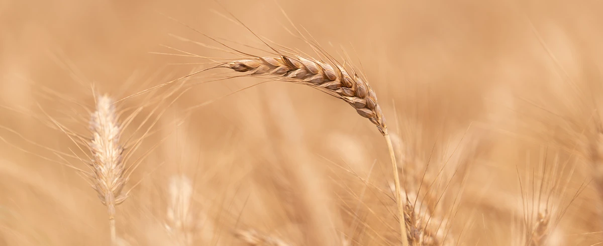 Che cos’è il frumento?