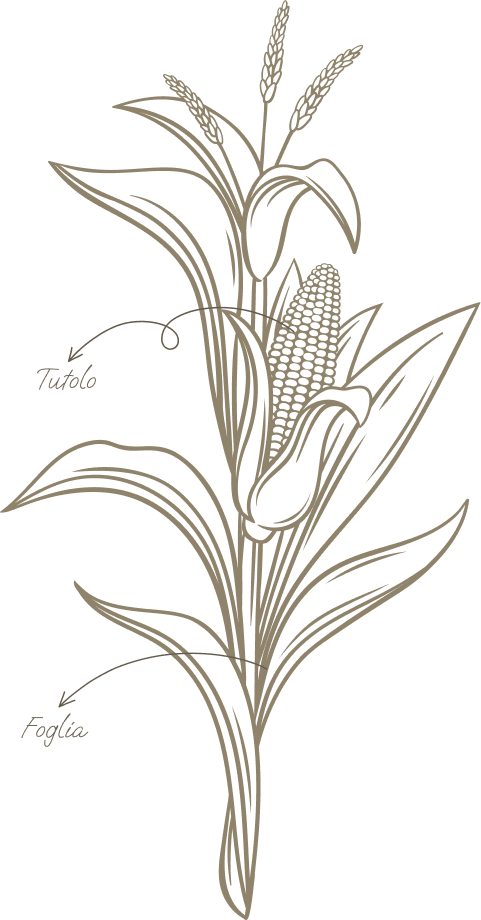Descrizione della pianta e del fiore
