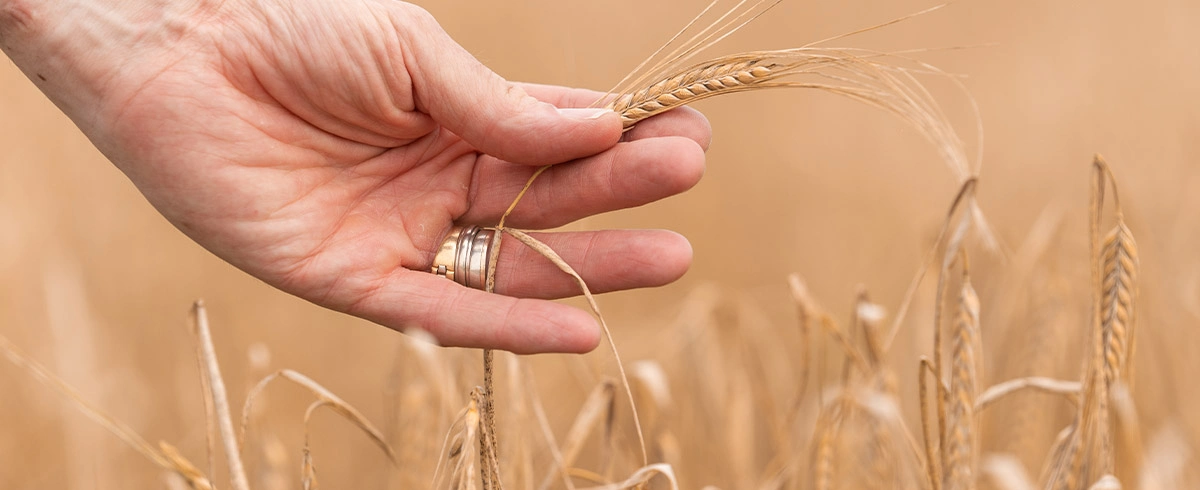 Coltivazione Dell orzo Dalla Semina Al Raccolto coltivazione-dell-orzo-dalla-semina-al-raccolto