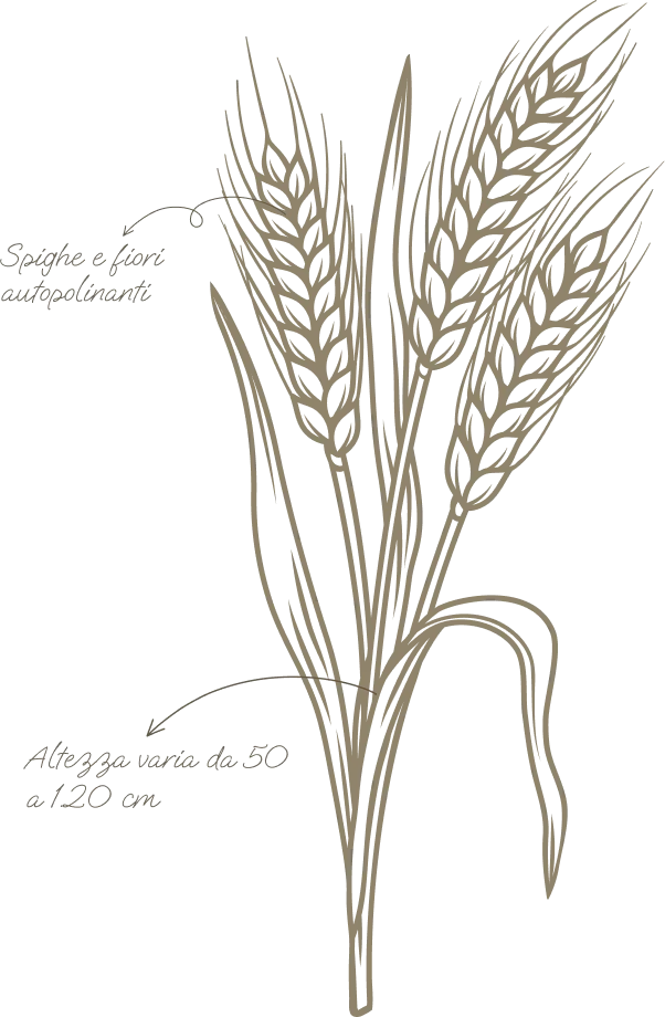 Descrizione della pianta e del fiore