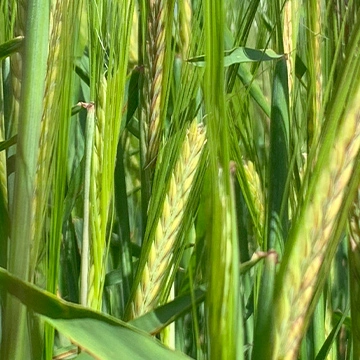 Fioritura