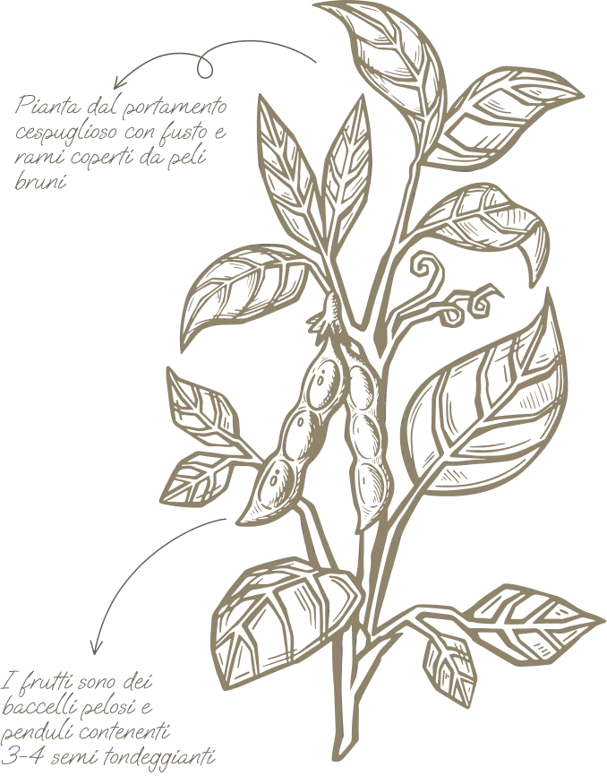 Descrizione della pianta e del fiore