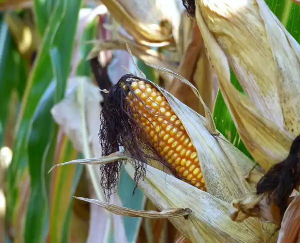 Prodotto artigianale da agricoltura a conduzione familiare
