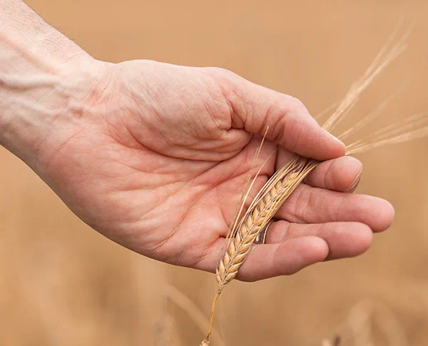 Prodotto artigianale da agricoltura a conduzione familiare