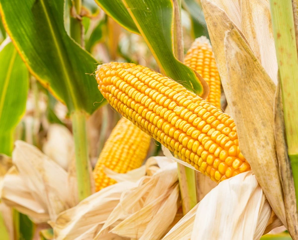 Prodotto artigianale da agricoltura a conduzione familiare