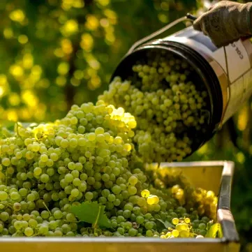 Vendemmia