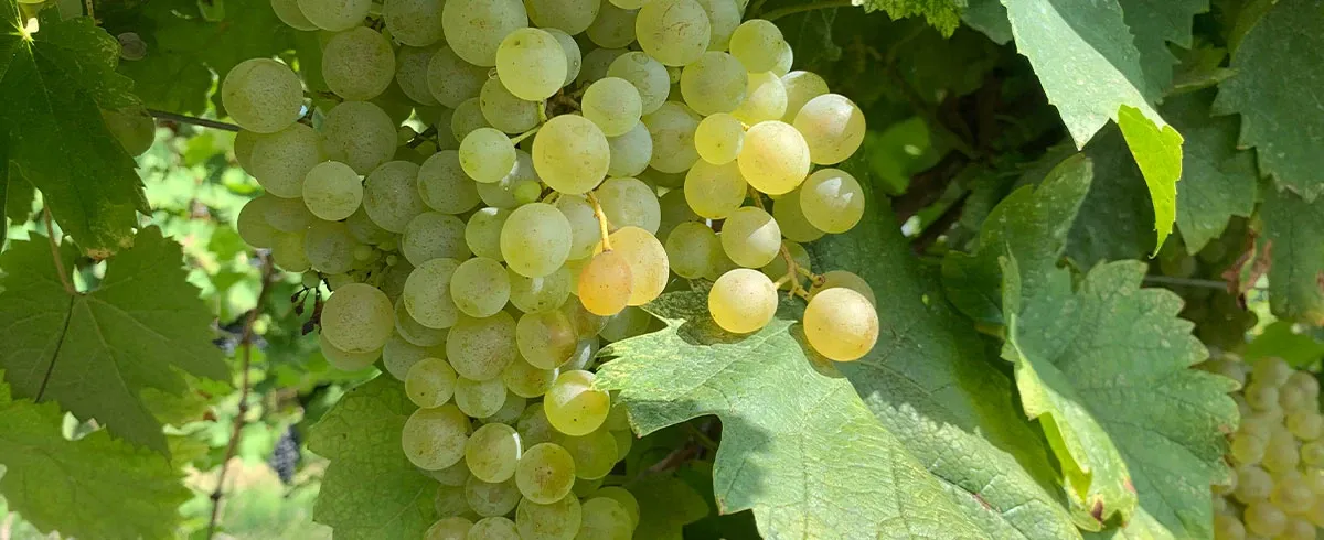 Origini e diffusione del Glera, il vitigno del prosecco