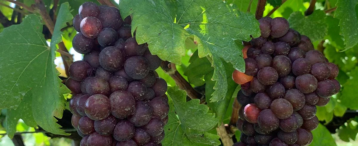 Origini e diffusione del Pinot Grigio