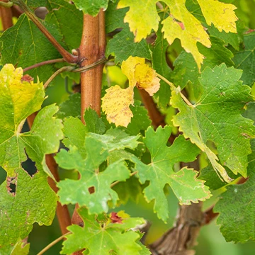 Foglie