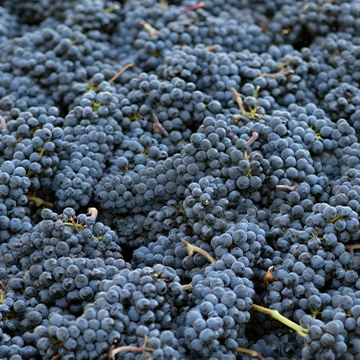 Vendemmia