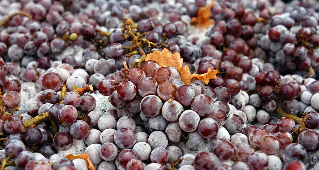 Vinificazione